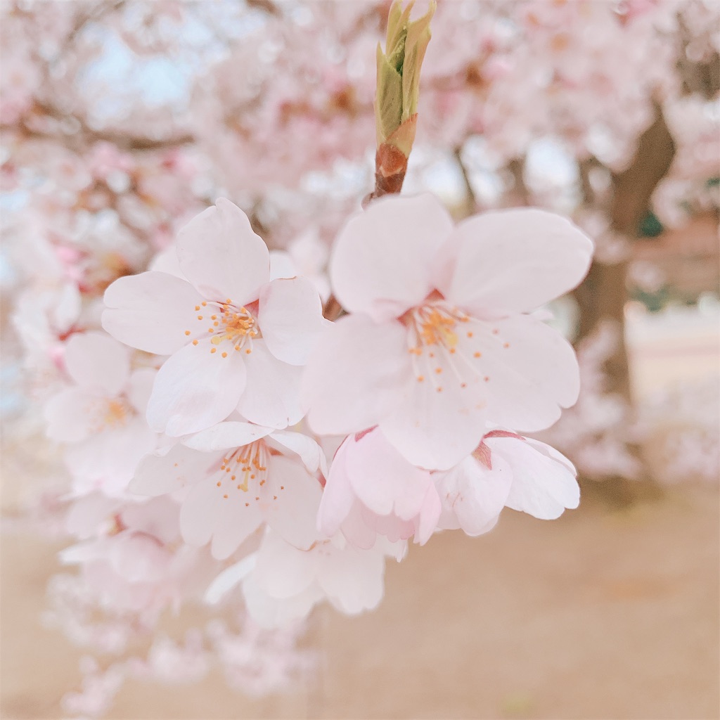 f:id:eri-imamachi:20190410145144j:image f:id:eri-imamachi:20190410145144j:image