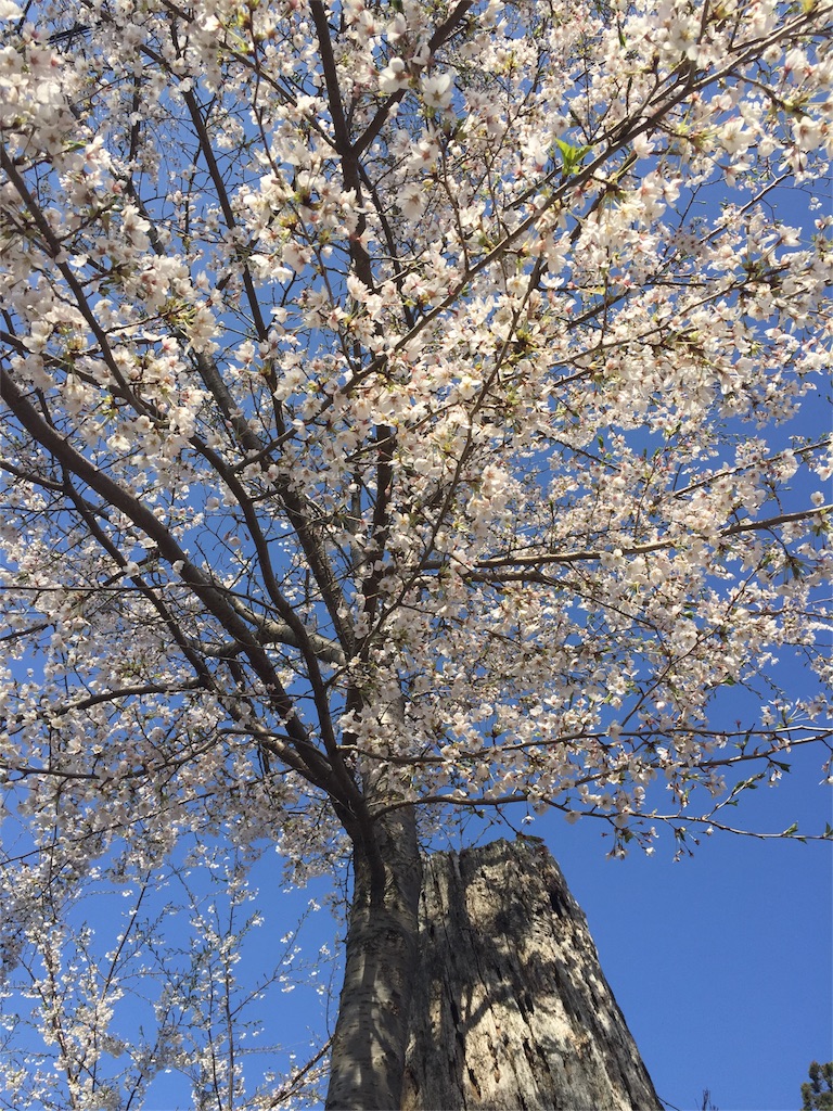 f:id:eri-inoue-86:20170420095628j:image f:id:eri-inoue-86:20170420095628j:image