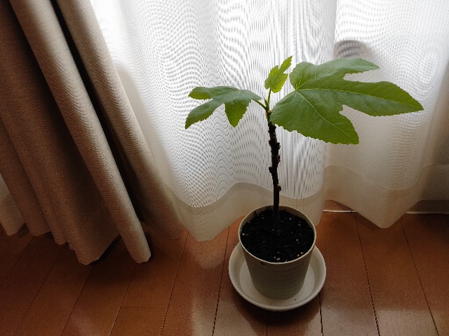 f:id:ericca_u:20200406021406j:image