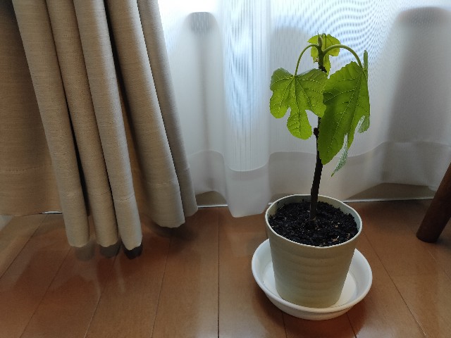 f:id:ericca_u:20200410144405j:image f:id:ericca_u:20200410144405j:image
