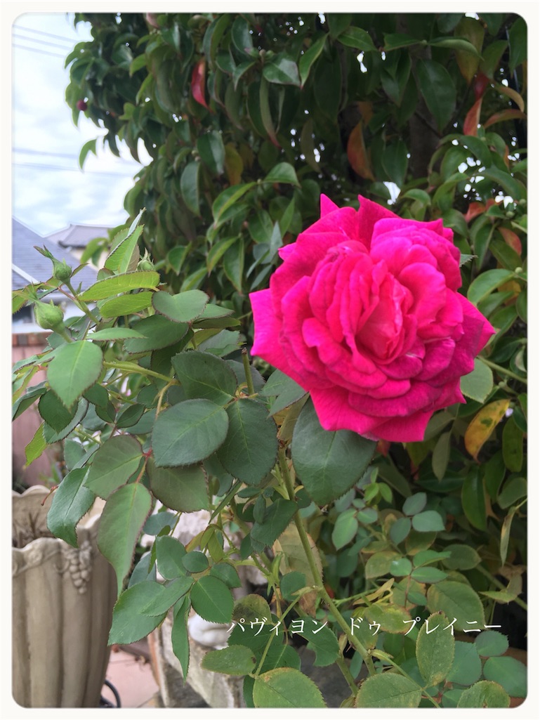 f:id:erigarden:20161030131613j:image f:id:erigarden:20161030131613j:image