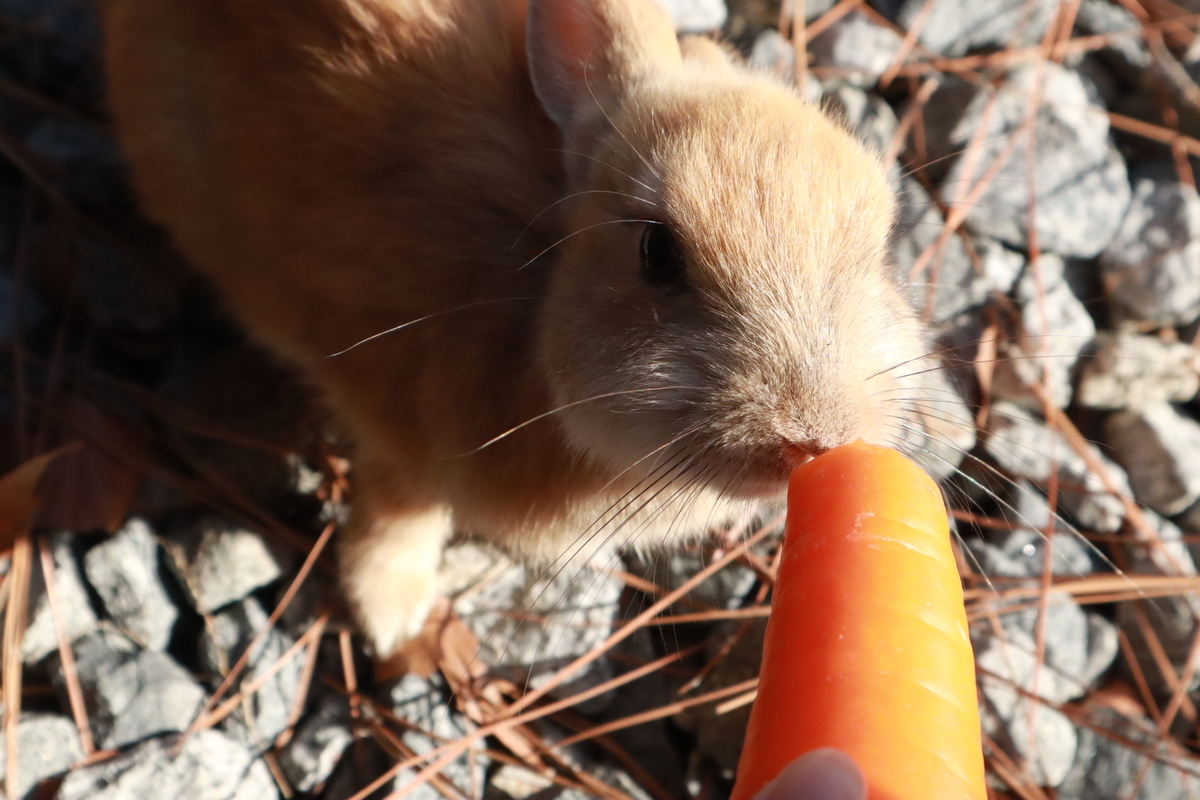 持ってきたニンジン大活躍!