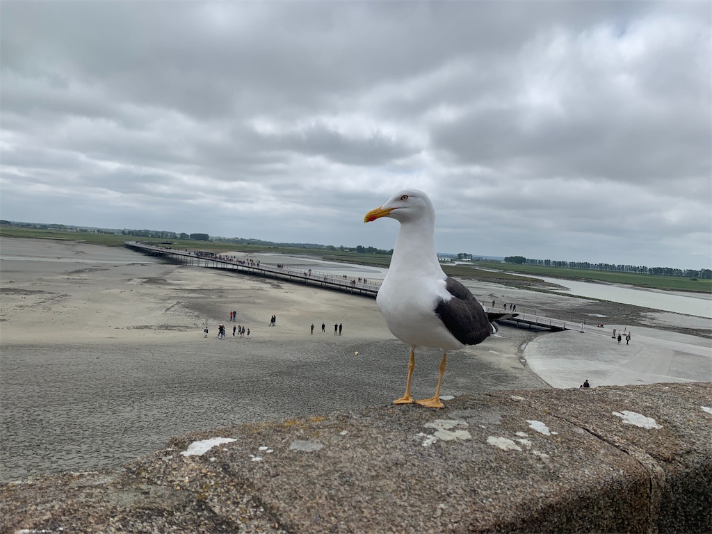 f:id:erika0706:20190622125828j:image