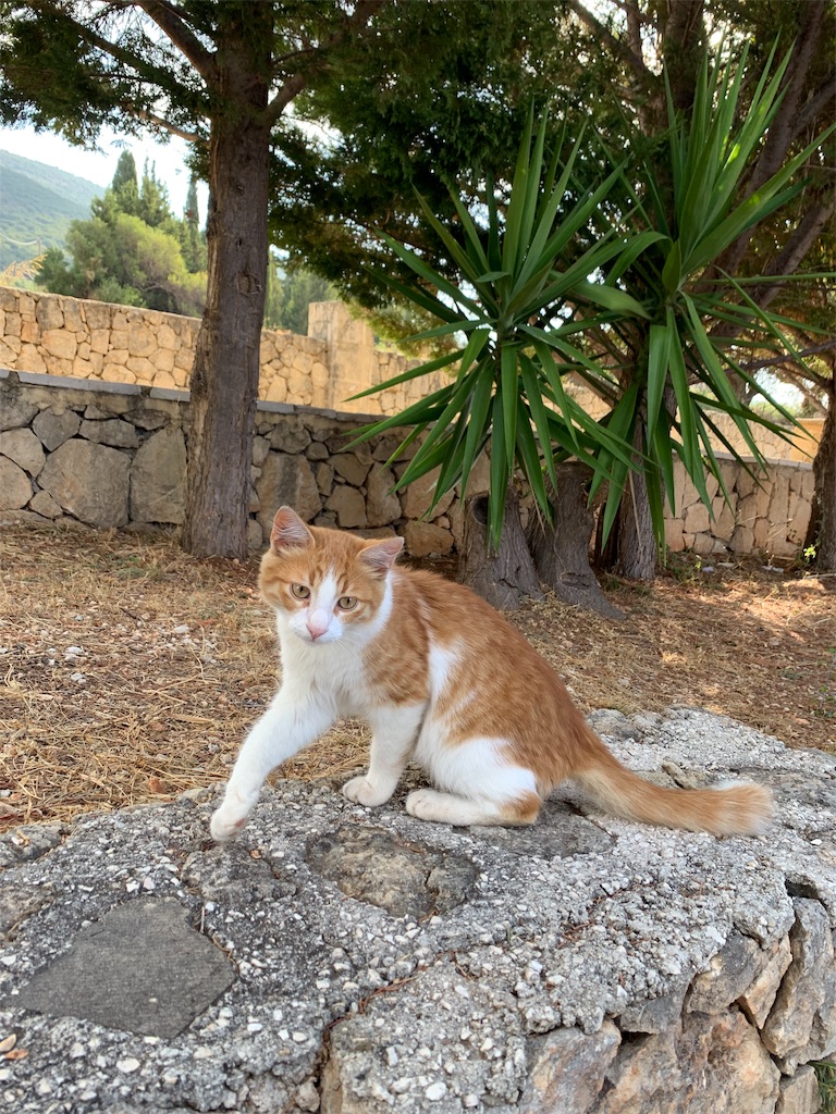 f:id:erika0706:20191008123158j:image f:id:erika0706:20191008123158j:image