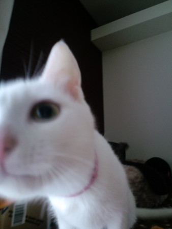 f:id:erikichi:20090326223259j:image
