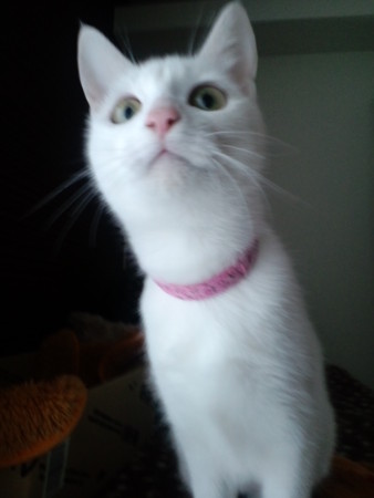 f:id:erikichi:20090326223308j:image