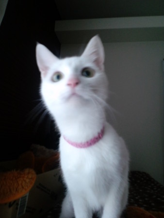 f:id:erikichi:20090326223320j:image