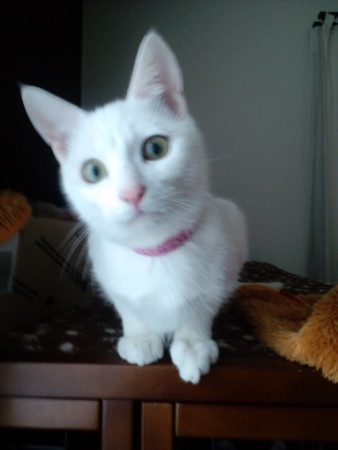 f:id:erikichi:20090326223328j:image