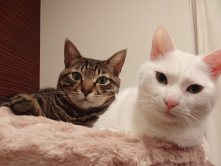 f:id:erikichi:20120323013101j:image f:id:erikichi:20120323013101j:image