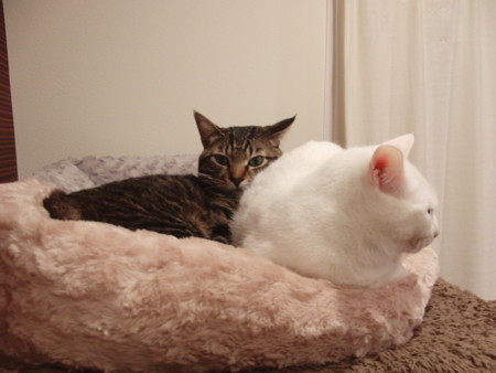 f:id:erikichi:20120323013105j:image f:id:erikichi:20120323013105j:image