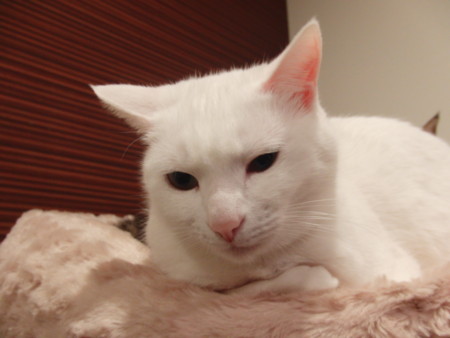f:id:erikichi:20120323013110j:image f:id:erikichi:20120323013110j:image