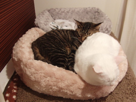 f:id:erikichi:20120323013116j:image f:id:erikichi:20120323013116j:image