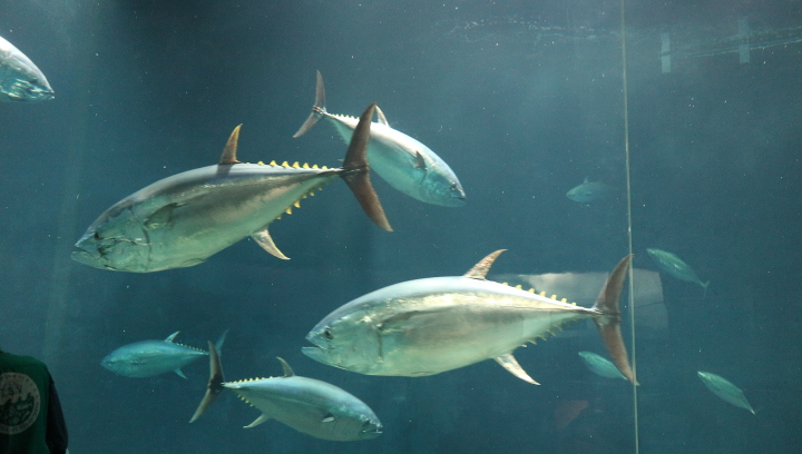 マグロですが何か といった感じで 葛西臨海水族園にマグロを見にいってきた えりころこむ廃墟