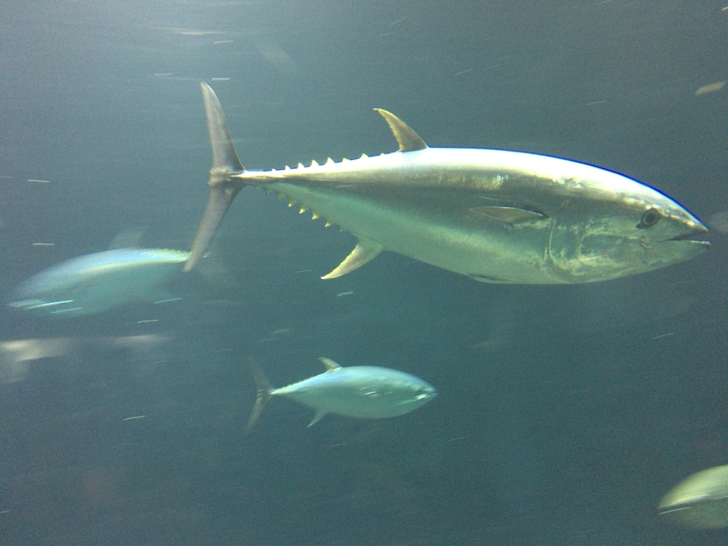 マグロですが何か といった感じで 葛西臨海水族園にマグロを見にいってきた えりころこむ廃墟