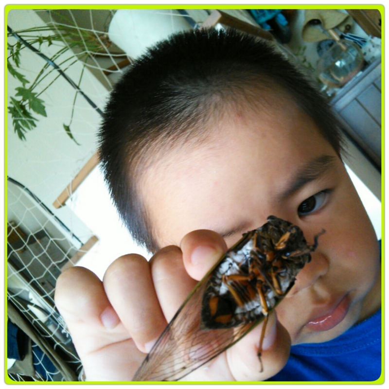 f:id:erilego:20130806140606j:image:w250