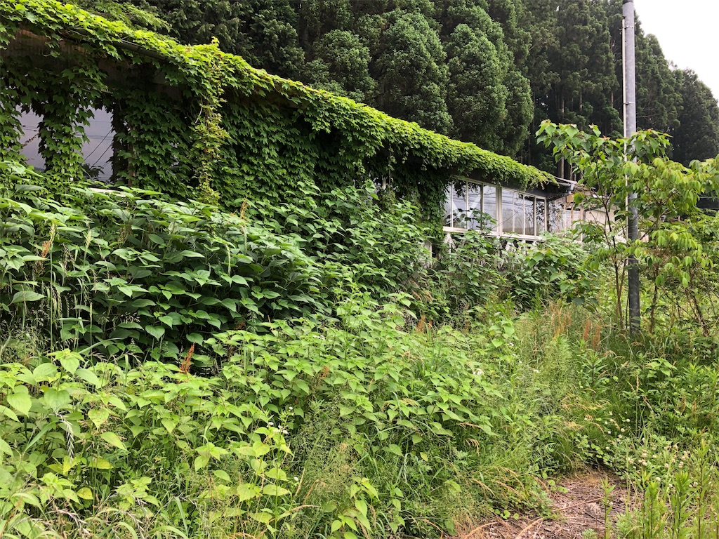 f:id:erinakosakana:20190612153948j:image