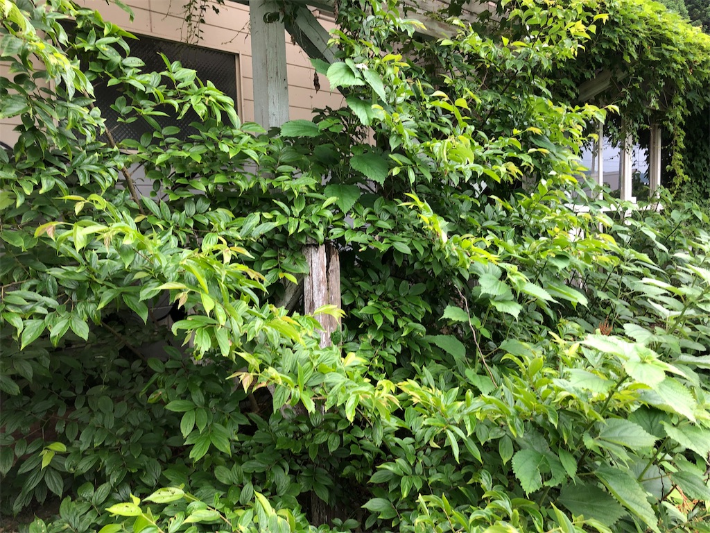 f:id:erinakosakana:20190612154009j:image