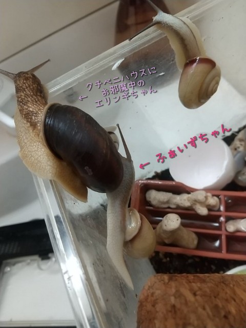 f:id:eringi_snail:20221117100907j:image f:id:eringi_snail:20221117100907j:image