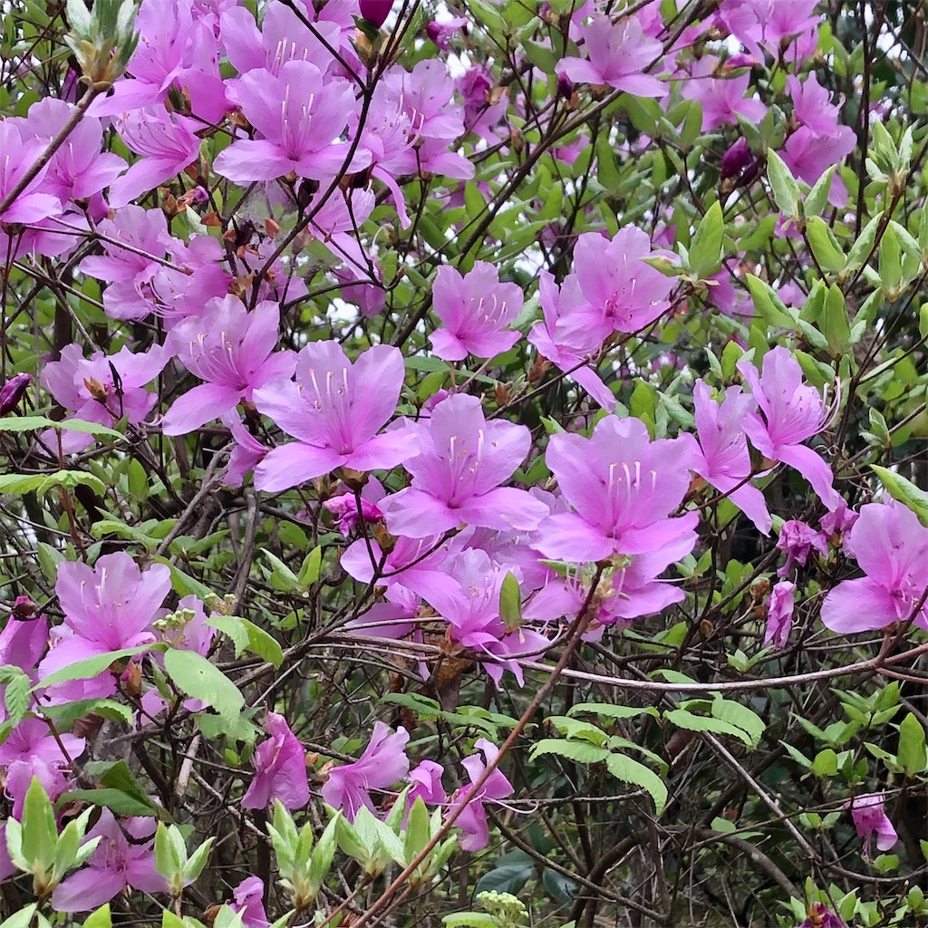 f:id:erinke:20230412233629j:image f:id:erinke:20230412233629j:image