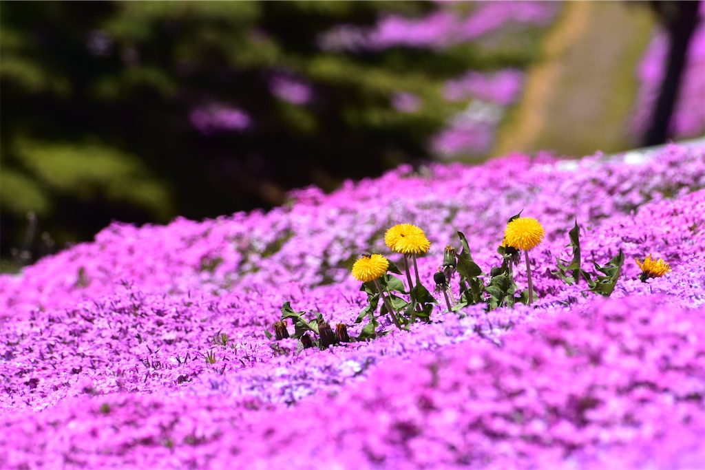 f:id:erino67:20260630054443j:image