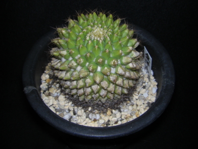f:id:eriosyce:20100303202047j:image:left f:id:eriosyce:20100303202047j:image:left