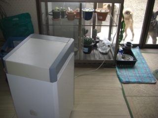 禁断のサボテンの梅雨越し Eriosyceの日記