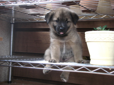 f:id:eriosyce:20120830154343j:image:left