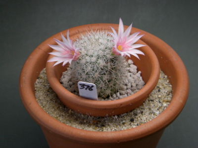 サボテンの花50 Eriosyceの日記