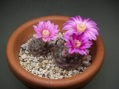 マミラリア属雲峯の花 - eriosyceの日記