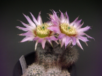 エキノケレウス属のサボテンの花 - eriosyceの日記