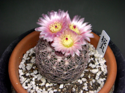 テロカクタス属和光丸の花 - eriosyceの日記