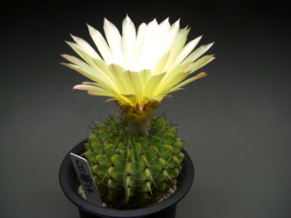 サボテン3種の花 Eriosyceの日記