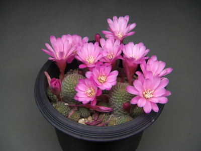 サボテンの花3種 Eriosyceの日記