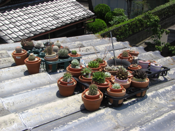 屋根の上のエケベリアたち Eriosyceの日記