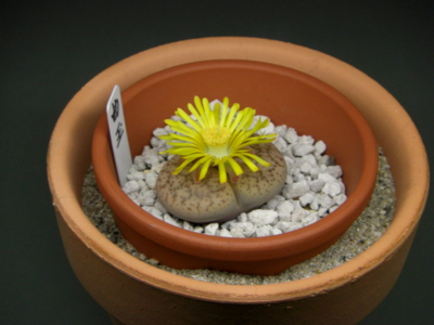 リトープス属曲玉の花 Eriosyceの日記