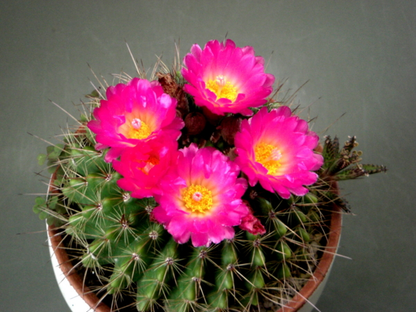 ノトカクタス属ヘルテリーの花 Eriosyceの日記