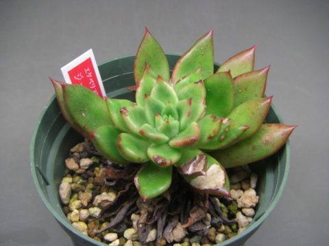 多肉植物 ジェイドポイント 抜き苗( アガボイデスの交配種)