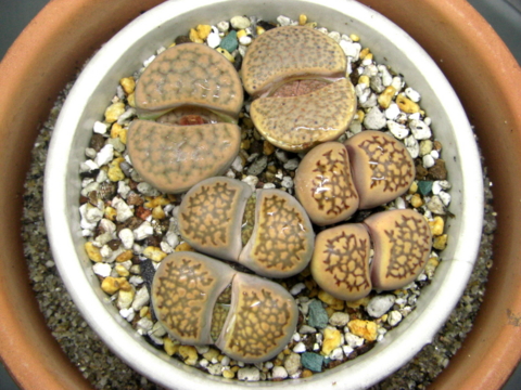 リトープスの植え替え4 Eriosyceの日記