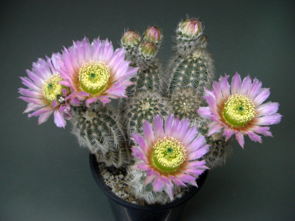 エキノケレウス属アルビスピナの花 Eriosyceの日記