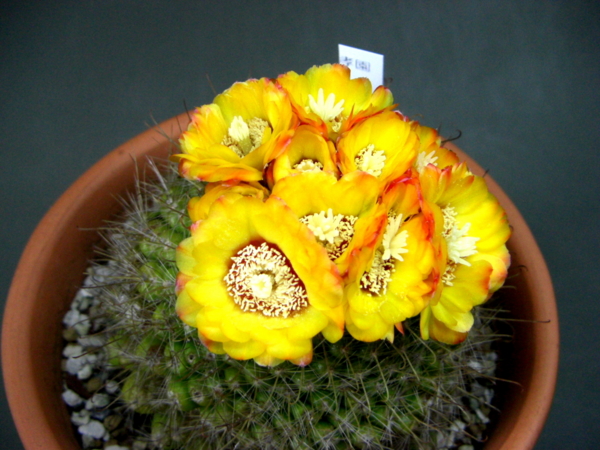 サボテンの花