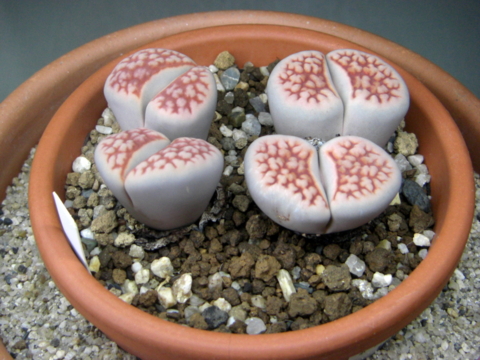 梅雨時のリトープス Eriosyceの日記