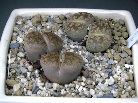 梅雨時のリトープス Eriosyceの日記