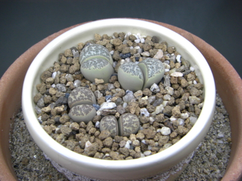 梅雨時のリトープス Eriosyceの日記