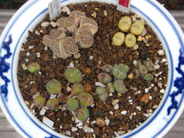 コノフィツムとリトープスの一部を植え替え3 Eriosyceの日記