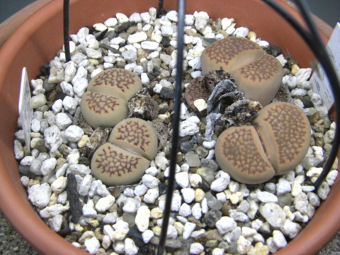 f:id:eriosyce:20160512164741j:image:left