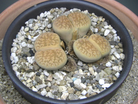 f:id:eriosyce:20160512164752j:image:left