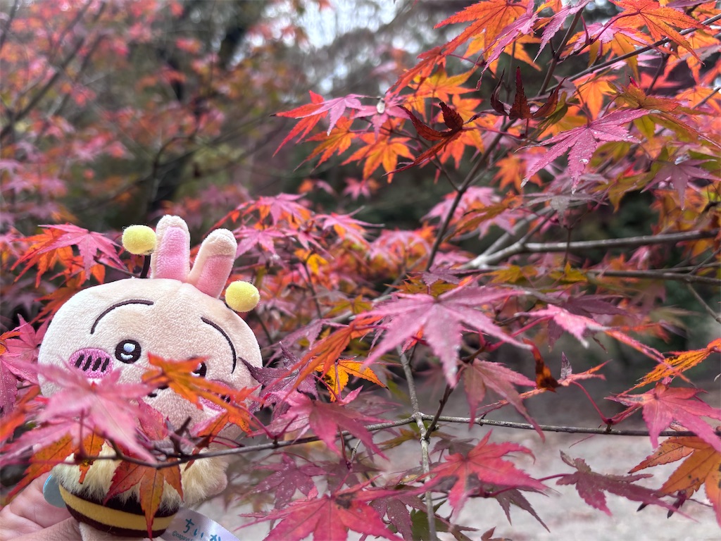 f:id:eririn-rin:20251202202635j:image