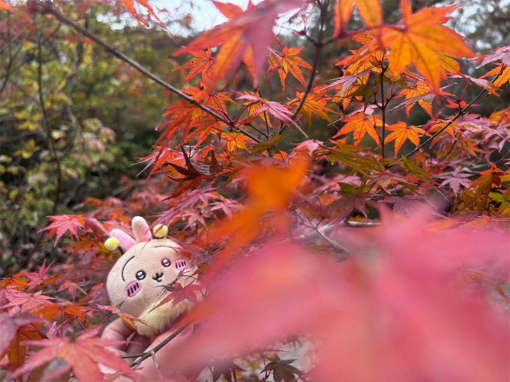 f:id:eririn-rin:20251202202643j:image