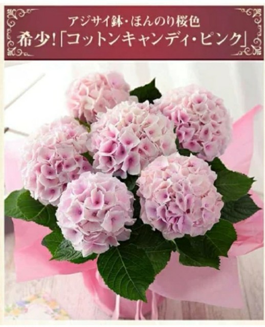 f:id:eririn-select:20200503182508j:plain