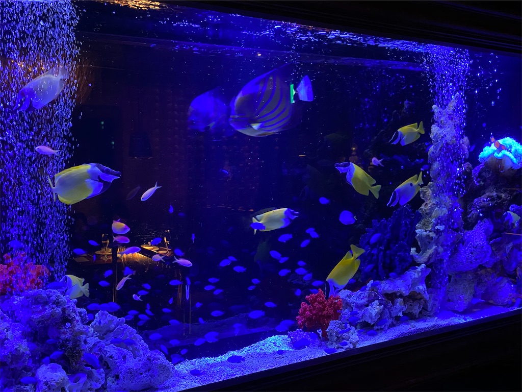 アクアリウムイタリアン 心斎橋ライム 活オマール海老炭火グリル 本日鮮魚アクアパッツァ 他 Erieriのまいにち